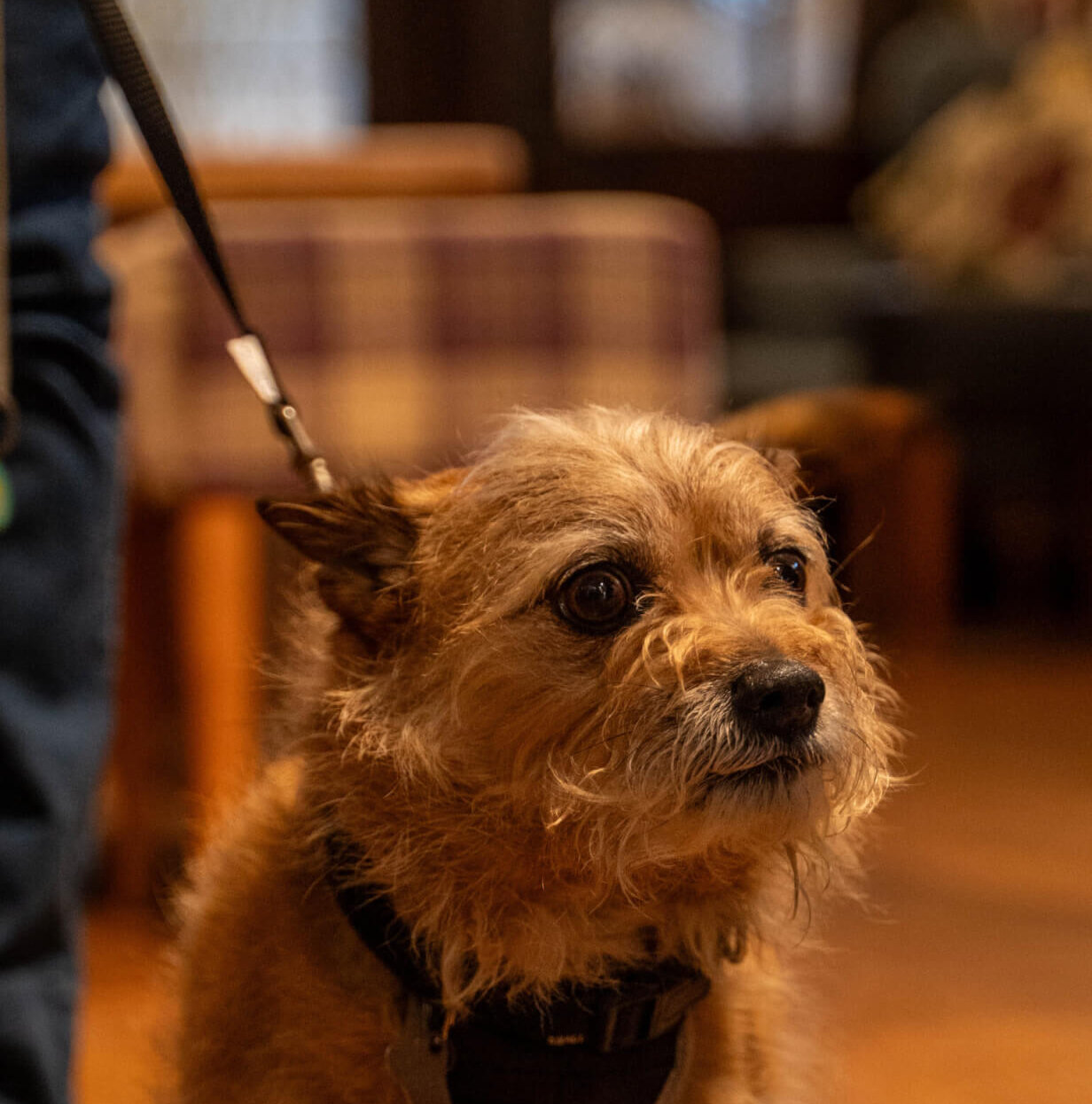 pet friendly pub stilton bell inn scaled e1757587853992