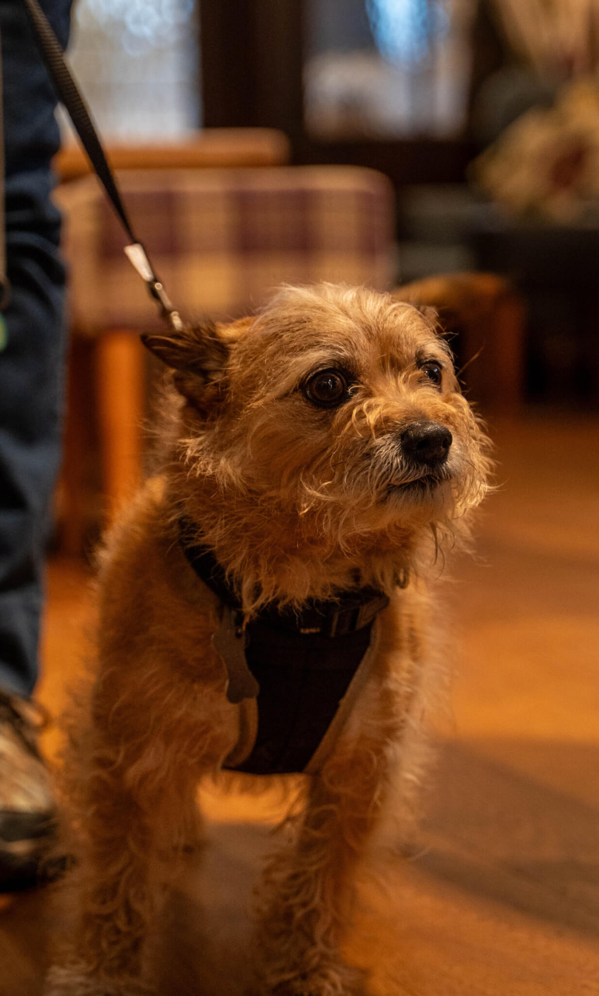 pet friendly pub stilton bell inn scaled